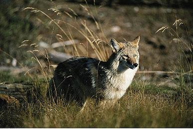 传闻：《邪恶冥刻》将登陆PS4平台