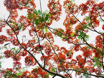 肉鸽游戏《纺织者之咏》Steam页面上线 支持繁中